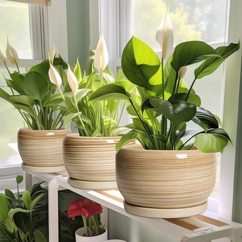 SQOWL Ceramic Planter- 8 Inch Plant Pot Indoor Outdoor, Round Planter with Drainage Hole and Plant Saucer, Decorative Modern Ceramic Flower Pot, Living Room Decor, Garden Gifts, Yellow - Image 6