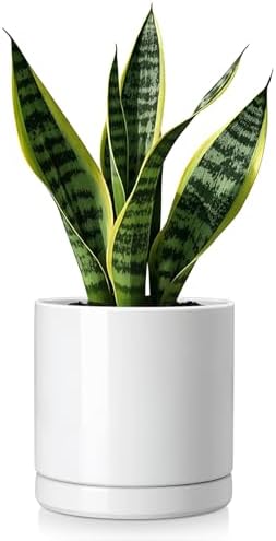 vancasso Ceramic Plant Pots, 6.25 Inch Ceramic Pot for Plants, Planters Pots for Indoor Plants with Drainage Holes, Flower Pot for Indoor House Plant, White by vancasso