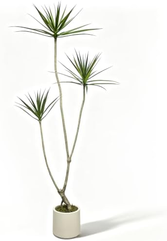6ft Dracaena Marginata Artificial Tree, 3-Heads Faux Dragon Tree by Unknown