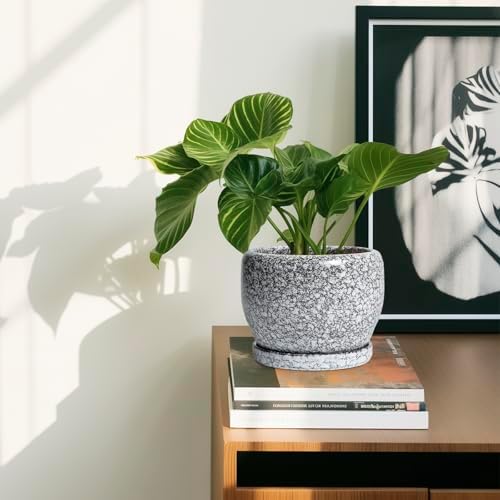 SQOWL Ceramic Pot for Plants - 6 Inch Ceramic Planter for Indoor Outdoor, Decorative Plant Pot with Drainage Hole and Saucer, Round Planter for Flower, Bedroom Decor, Garden Gifts, Black and White - Image 6