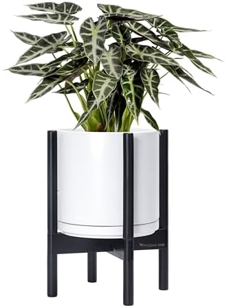 D'vine Dev Ceramic Pot with Ebony Wood Stand, White, 10 in, 55-B-L-1 by DvineDevPlanterPotsandStand