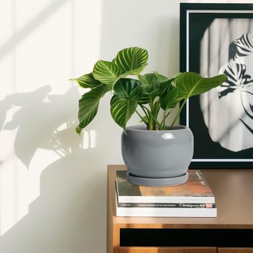 SQOWL 6 Inch Plant Pots - Ceramic Planter with Drainage Hole and Saucer, Round Ceramic Flower Pot Indoor Outdoor, Modern Succulent Planter, Bathroom Decor, Gifts for Plant Lovers, Grey - Image 6