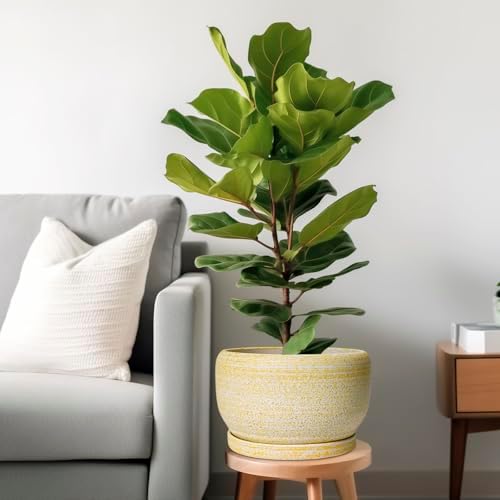 SQOWL Ceramic Planters for Indoor Plants - 10 Inch Plant Pot with Drainage Hole and Saucer, Round Ceramic Flower Pot Outdoor, Decorative Large Planter, Office Decor, Gifts for Women Men, Yellow - Image 2