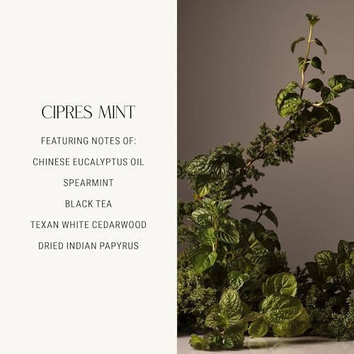 Homecourt by Courteney Cox Luxury Scented Candle, Cipres Mint, 8 oz - Image 5