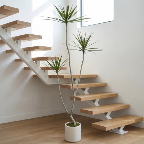 6ft Dracaena Marginata Artificial Tree, 3-Heads Faux Dragon Tree - Image 2