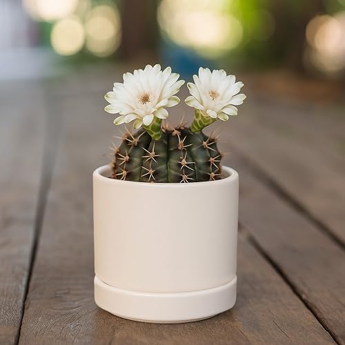 D'vine Dev 3.5 Inch Ceramic Planter Pot, Oatmeal, 94-O-A-8 - Image 5