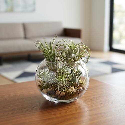 WGV Bowl Glass Vase, Diameter 5.1", Height 3.75", Open Width 3", (Multiple Sizes Choices) Clear Bubble Planter Terrarium Fish Bowl for Wedding Event Home Decor, 1 Piece (VBW0005) - Image 6