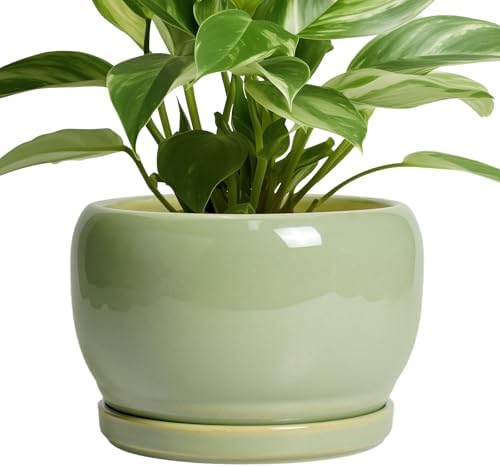 SQOWL 8 Inch Plant Pot - Ceramic Planters with Drainage Hole and Tray, Round Flower Pot for Indoor Plants, Modern Decorative Planters Outdoor, Garden Decor, Housewarming Gifts, Green by SQOWL