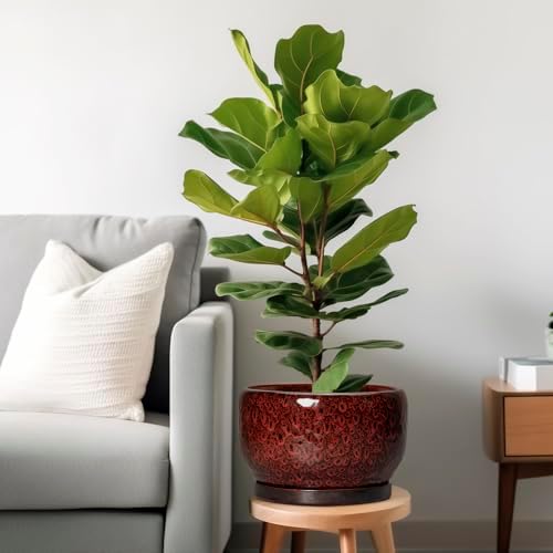 SQOWL Ceramic Flower Pots - 10 Inch Plant Pot Indoor, Ceramic Planter with Drainage Hole and Saucer, Round Decorative Large Planter Outdoor, Home Decor Living Room, Gifts for Plant Lovers, Red - Image 2