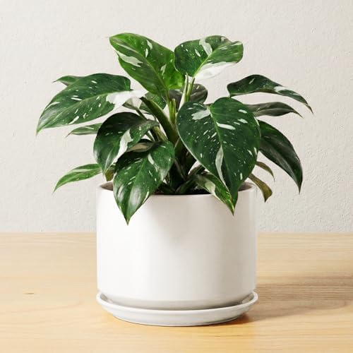 LE TAUCI 6.8 Inch Ceramic Pots for Plants, Indoor Plant Pot, White by LETAUCI