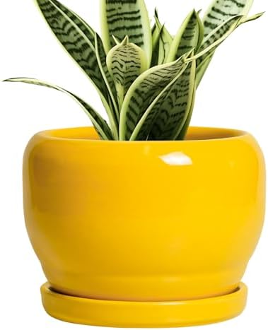 SQOWL 6 Inch Plant Pot - Ceramic Planter with Drainage Hole and Saucer, Modern Ceramic Flower Pots for Indoor Plants Outdoor, Round Decorative Small Planter, Desk Decor, Garden Gifts, Yellow by SQOWL