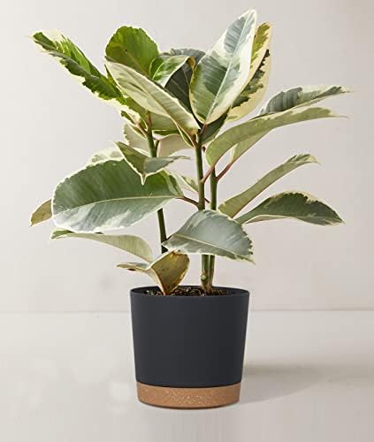 kubvici Plant Pots for Indoor Plants, 2 Pack 8 Inch Flower Pot (8” Black) - Image 6
