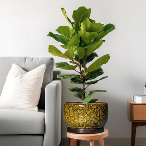SQOWL 10 Inch Plant Pot - Ceramic Flower Pots with Drainage Hole and Saucer, Ceramic Planter for Indoor Plants Outdoor, Decorative Round Large Planter, House Decor, Gifts for Women Men, Yellow - Image 2