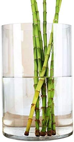 WGV Cylinder Vase, Width 8", Height 12", Clear Wide Large Diameter Flower Glassware, Floral Container, Planter Terrarium for Wedding Party Event, Home Accent Decor, 1 Piece - Image 4