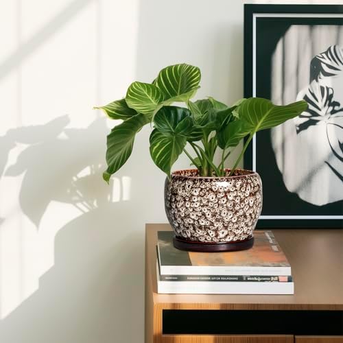 SQOWL Ceramic Plant Pots - 6 Inch Ceramic Planter for Indoor Outdoor, Small Flower Pots with Drainage Hole and Saucer, Decorative Round Planter, Home Office Decor, Plant Lover Gifts, White - Image 6