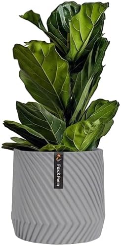 Fox & Fern Large Planter for Indoor or Outdoor, Gray Matte, 12 Inch by FoxFern