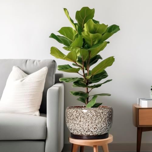 SQOWL Ceramic Plant Pots - 10 Inch Planter for Indoor Plants Outdoor, Large Flower Pots with Drainage Hole and Saucer, Decorative Round Planter, Apartment Decor, Garden Gifts for Women, White - Image 2