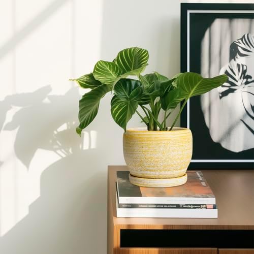 SQOWL Ceramic Planter - 6 Inch Plant Pot Indoor with Drainage Hole and Saucer, Decorative Ceramic Flower Pot Outdoor, Round Succulent Planters, Home Office Bedroom Decor, Birthday Gifts, Yellow - Image 6