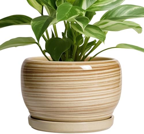 SQOWL Ceramic Planter- 8 Inch Plant Pot Indoor Outdoor, Round Planter with Drainage Hole and Plant Saucer, Decorative Modern Ceramic Flower Pot, Living Room Decor, Garden Gifts, Yellow by SQOWL