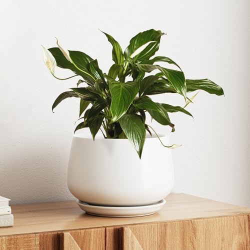 LE TAUCI Ceramic Planter, 10 Inch, Large Plant Pot, Indoor Plant Pot, White by LETAUCI