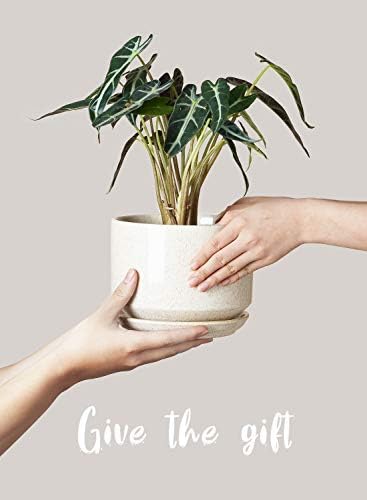 LE TAUCI Ceramic Pots for Plants, 4.3+5.3+6.8 Inch, Set of 3, Glazed Beige - Image 6