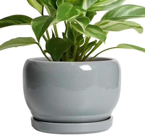 SQOWL Ceramic Pot for Plants - 8 Inch Plant Pot Indoor with Drainage Hole and Saucer, Round Planter Outdoor, Decorative Modern Planter for Flower, Bedroom Decor, Plant Lovers Gifts, Gray by SQOWL
