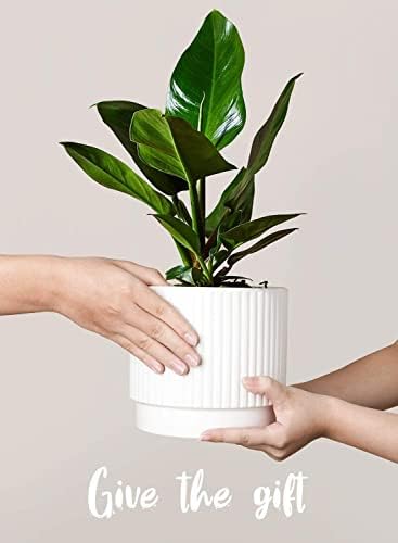 LE TAUCI Ceramic Pots for Plants, 8+6.7+5.5 Inch Plant Pots Indoor, Flower Pot with Drainage Holes, Medium Cylinder Planters for Indoor House Plants, Set of 3, White - Image 4