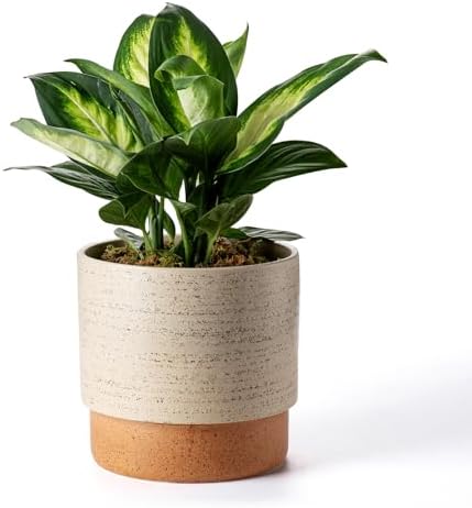 8 Inch Ceramic Self Watering Planter with Drainage Hole, Brush by Chubacoo