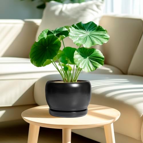 SQOWL Ceramic Plant Pots - 8 Inch Planter Indoor, Round Flower Pot with Drainage Hole and Saucer, Modern Outdoor Planter, Apartment Decor, Gifts for Plant Lovers, Black - Image 2