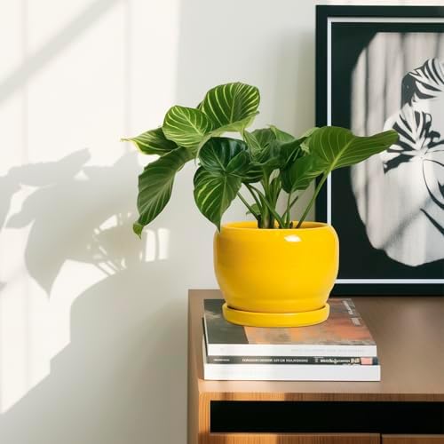SQOWL 6 Inch Plant Pot - Ceramic Planter with Drainage Hole and Saucer, Modern Ceramic Flower Pots for Indoor Plants Outdoor, Round Decorative Small Planter, Desk Decor, Garden Gifts, Yellow - Image 6