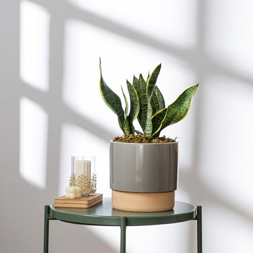 8 Inch Ceramic Self Watering Planter with Drainage Hole, Dark Grey - Image 5