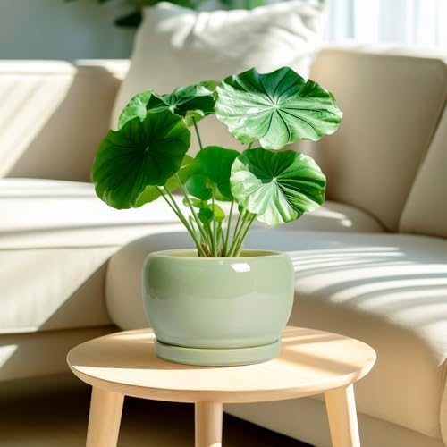 SQOWL 8 Inch Plant Pot - Ceramic Planters with Drainage Hole and Tray, Round Flower Pot for Indoor Plants, Modern Decorative Planters Outdoor, Garden Decor, Housewarming Gifts, Green - Image 2