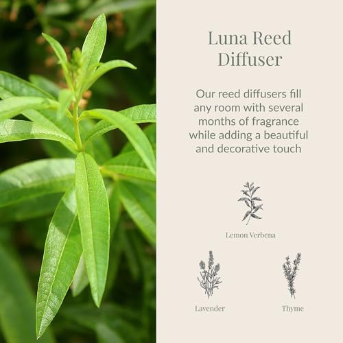 Archipelago Botanicals Luna Reed Diffuser, 7.6 fl oz - Image 2