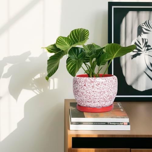SQOWL 6 Inch Plant Pot - Ceramic Planter for Indoor Outdoor, Round Decorative Plant Pot with Drainage Hole and Saucer, Small Flower Planter, Home Balcony Decor, Gifts for Women Men, Red and White - Image 6