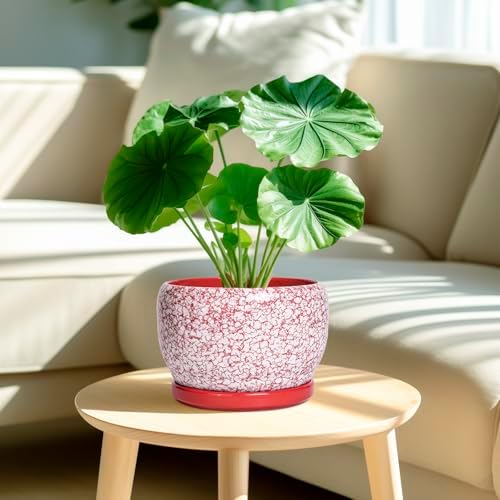 SQOWL Ceramic Pots for Plants - 8 inch Indoor Planter with Drainage Hole and Tray, Ceramic Flower Pot Outdoor, Round Decorative Planter, Bedroom Decor, Gifts for Plant Lovers, Red and White - Image 2