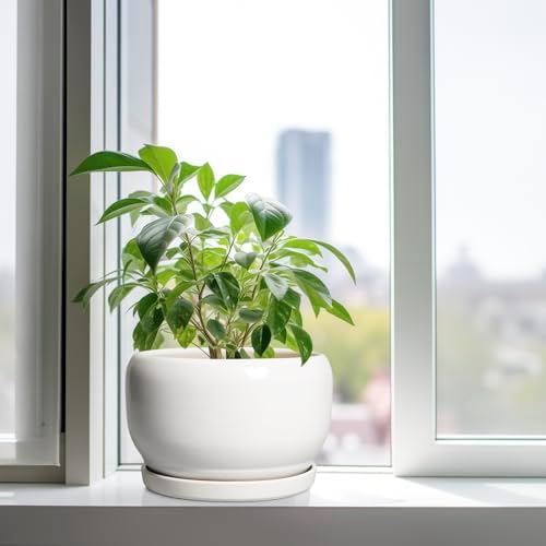 SQOWL Ceramic Pot for Plants - 10 Inch Planter with Drainage Hole and Saucer, Round Ceramic Flower Pot for Indoor Outdoor, Modern Decorative Large Planter, Patio Decor, Gifts for Plant Lovers, White - Image 4