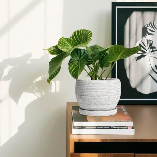SQOWL Ceramic Planters for Indoor Plants - 6 Inch Plant Pot with Drainage Hole and Saucer, Small Ceramic Flower Pot, Round Decorative Planter Outdoor, Living Room Decor, Garden Gifts for Women, Gray - Image 6