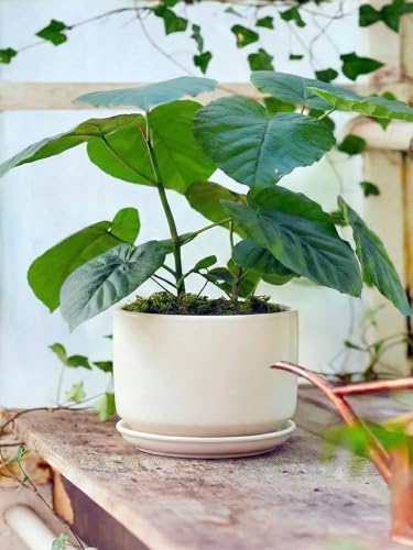 LE TAUCI 6.8 Inch Ceramic Pots for Plants, Indoor Plant Pot, White - Image 5