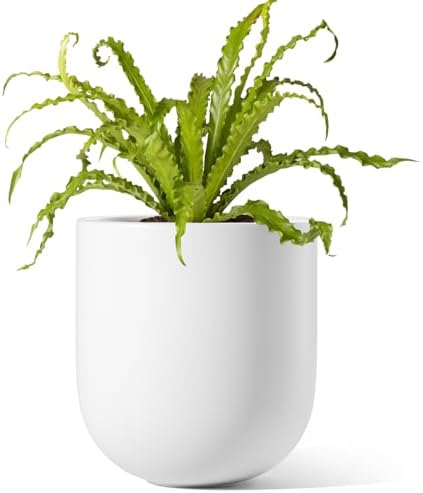 LE TAUCI 6 Inch Ceramic Plant Pot, Small Indoor Planter, White by LETAUCI