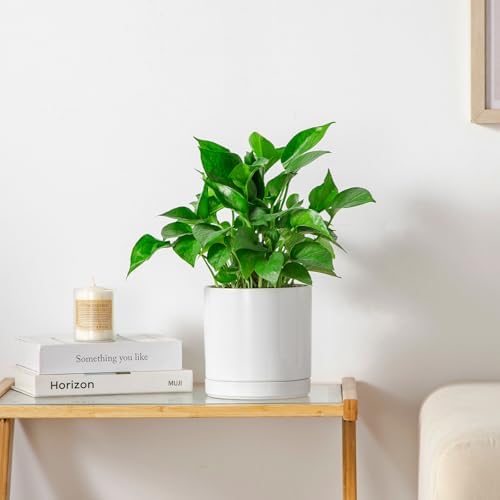 vancasso Ceramic Plant Pots, 6.25 Inch Ceramic Pot for Plants, Planters Pots for Indoor Plants with Drainage Holes, Flower Pot for Indoor House Plant, White - Image 6