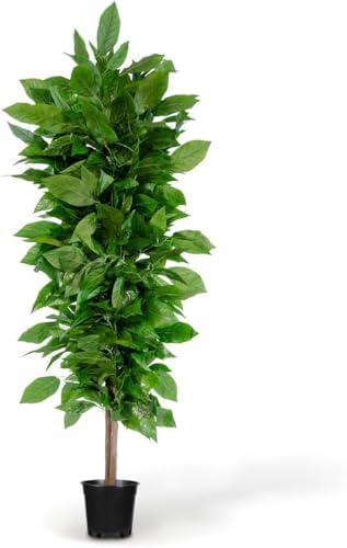 Blaine - Fake Mango Tree 6 FT Lifelike Faux Plant for Living Room Decor - Image 5