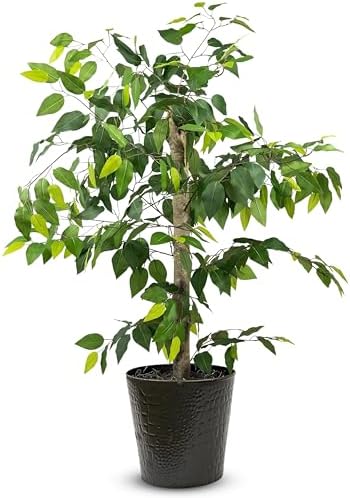 LCG Florals 4ft Ficus Tree in Black Metal Pot with Real-Wood Trunk - Indoor and Outdoor Faux Plants for Patio, Living Rooms, Offices & Outdoor Spaces by LCGFlorals