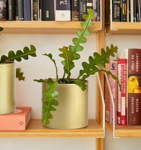 Vixdonos Metal Flower Pots Garden Planters Indoor Round Succulent Containers, Pack 2 Cactus Plant Pots with Drainage Hole (5.9inch+6.7inch, Gold) - Image 7