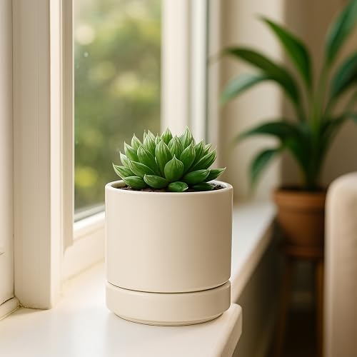 D'vine Dev 4.7 Inch Ceramic Planter Pot, Oatmeal, 94-O-B-8 - Image 3