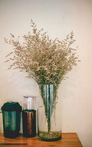 WGV Cylinder Vase, Width 7", Height 12", Clear Wide Large Diameter Flower Glassware, Floral Container, Planter Terrarium for Wedding Party Event, Home Accent Decor, 1 Piece - Image 6