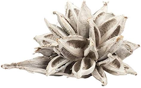 Casafoyer 12-16" White Wash Star Pod - 1Pc - (Pack of 2) by Casafoyer