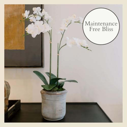 CG Hunter, Faux White Orchid Plant, 24 in, Grey, Home Decor - Image 4