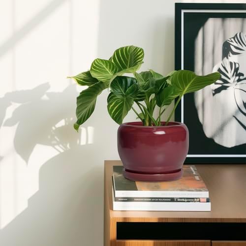 SQOWL 6 Inch Plant Pot - Ceramic Planter for Indoor Plants Outdoor, Round Planter with Drainage Hole and Saucer, Decorative Modern Small Flower Pots, Room Decor, Gifts for Plant Lovers, Red - Image 6