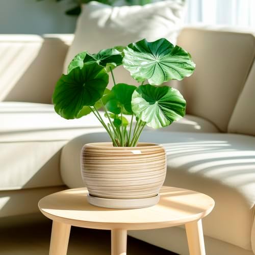 SQOWL Ceramic Planter- 8 Inch Plant Pot Indoor Outdoor, Round Planter with Drainage Hole and Plant Saucer, Decorative Modern Ceramic Flower Pot, Living Room Decor, Garden Gifts, Yellow - Image 2