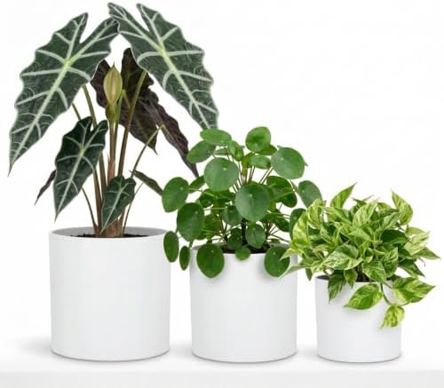 Fox & Fern Large Planter for Indoor or Outdoor, White Matte, 8/10/11.8 Inch by FoxFern